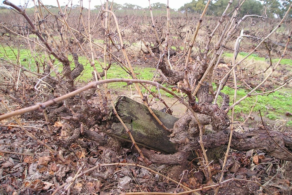 Barossa Valley Mourvedre vines, planted in1853