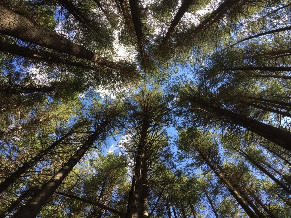 Sugar pines, planted 1928 at Laurel Hill, near Tumbarumba, source of today's delicious wines